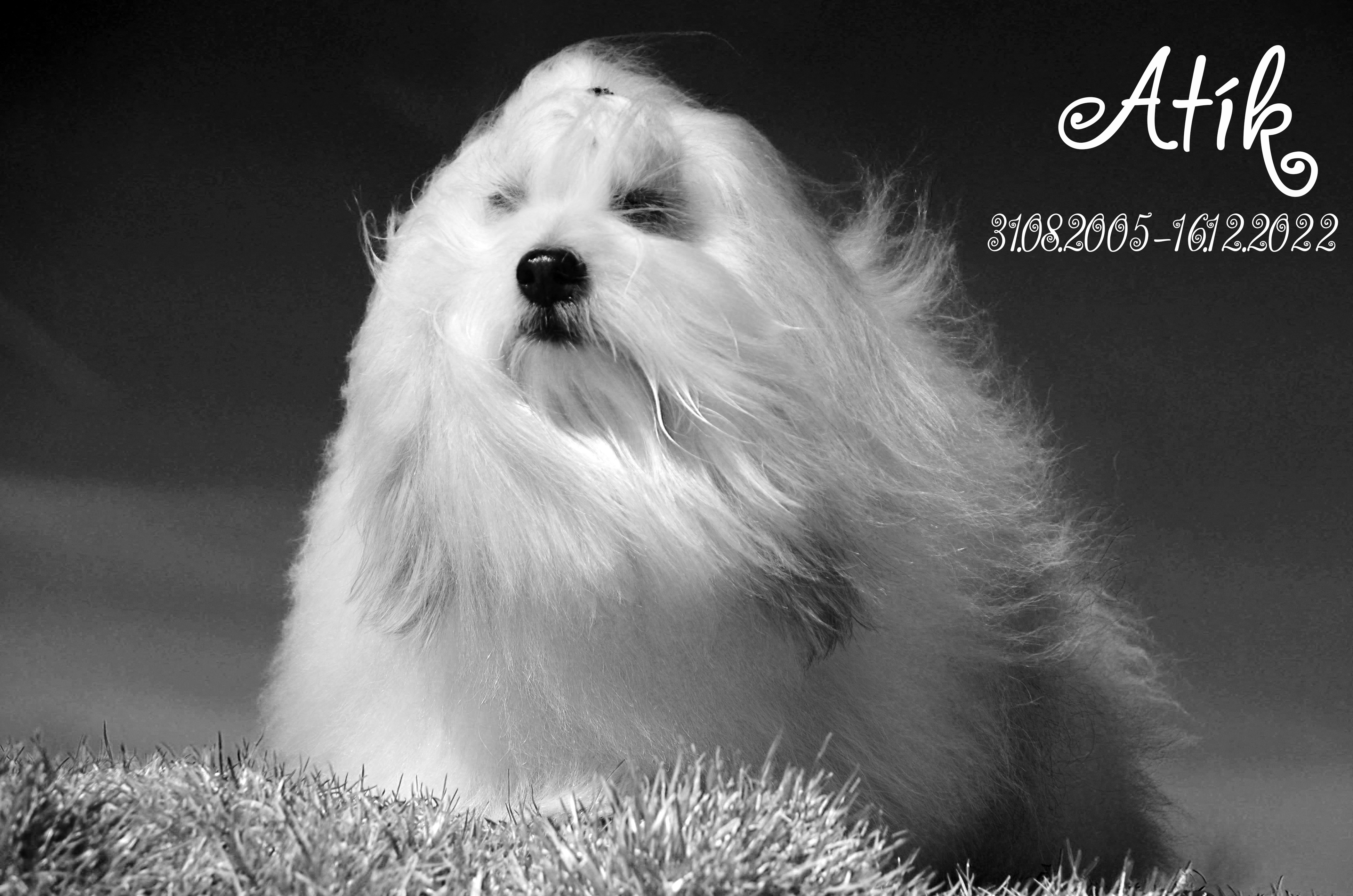 Coton de Tulear Atrey