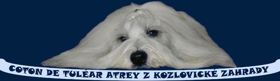 Coton de Tulear Atrey